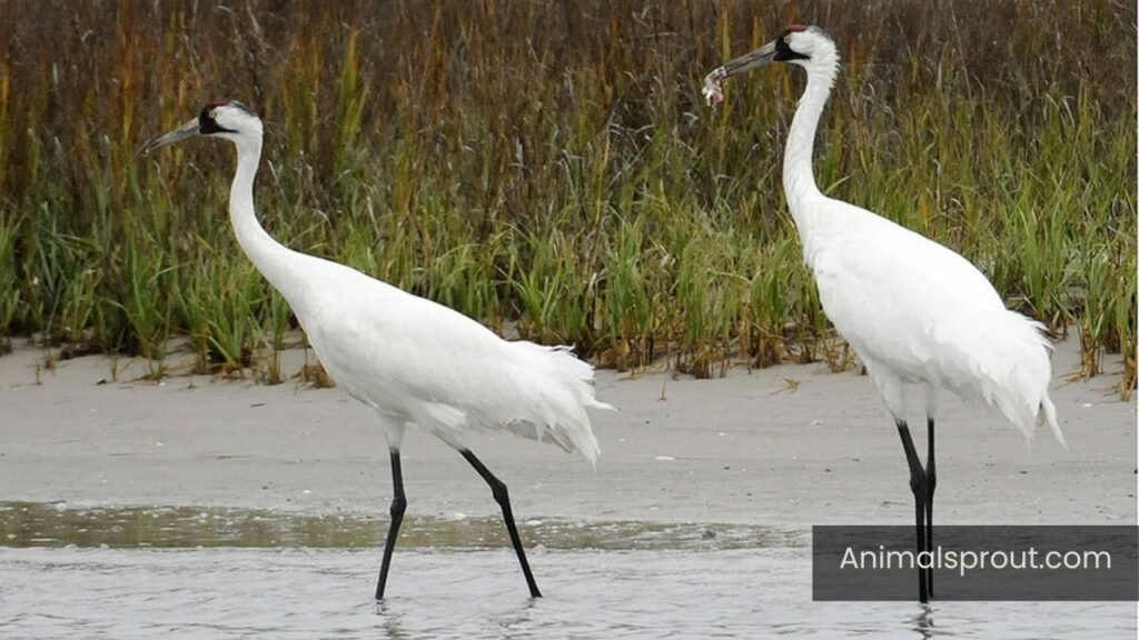whooping crane in michigan