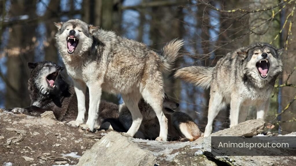 do wolfs purr