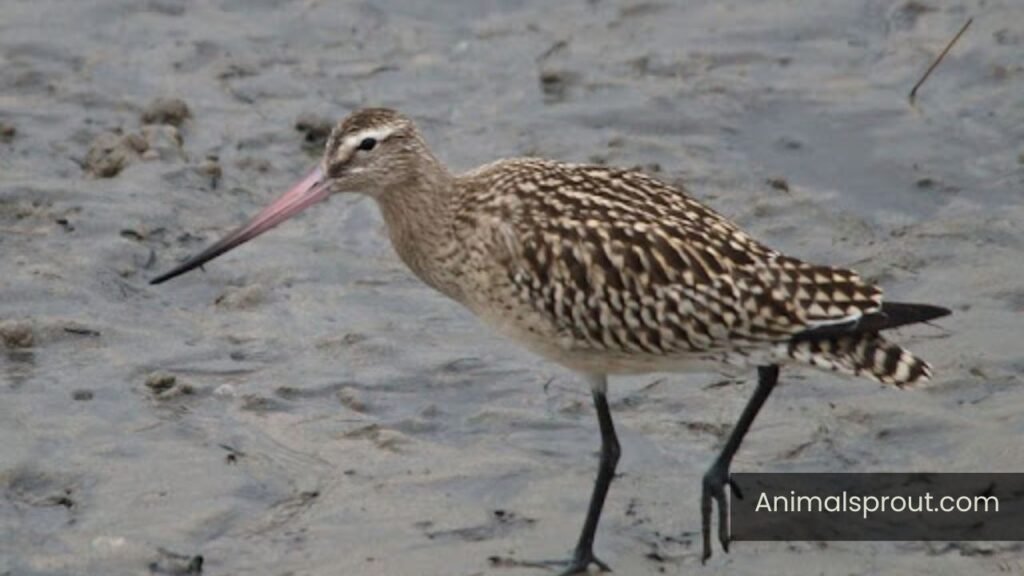 which animal eats the most