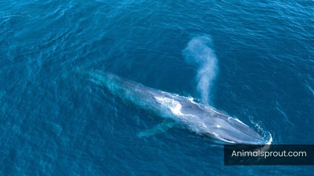 what animal eats the most