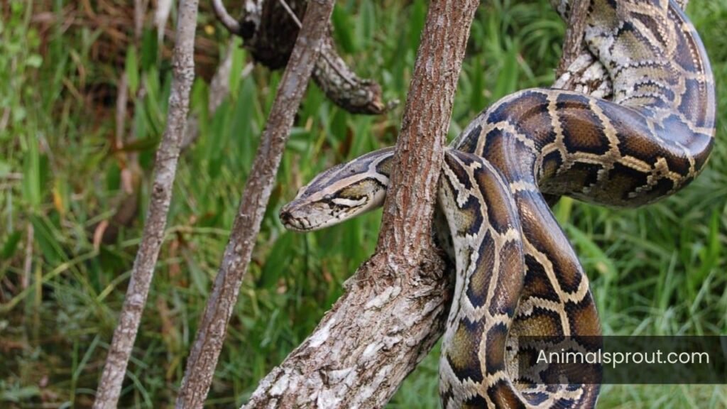 animals that eat a lot