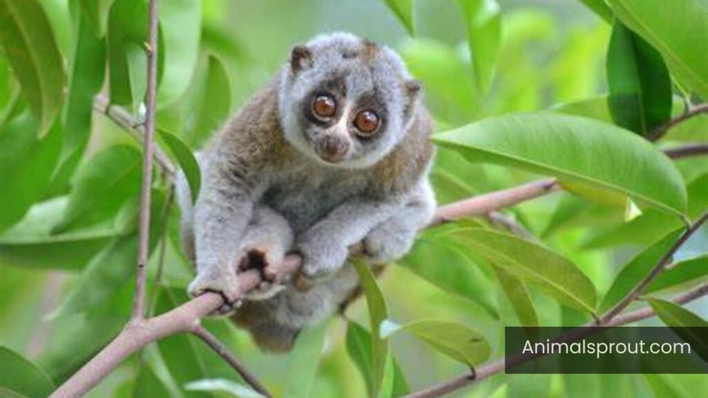 animals that move slow