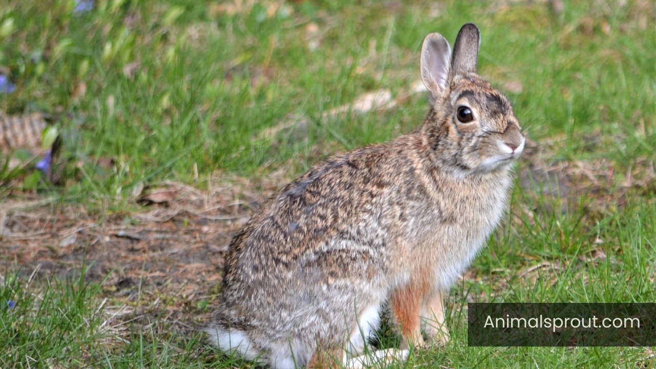 animals that eat corn