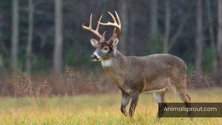 animals that live in fields