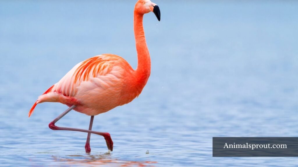 are flamingos smart or dumb