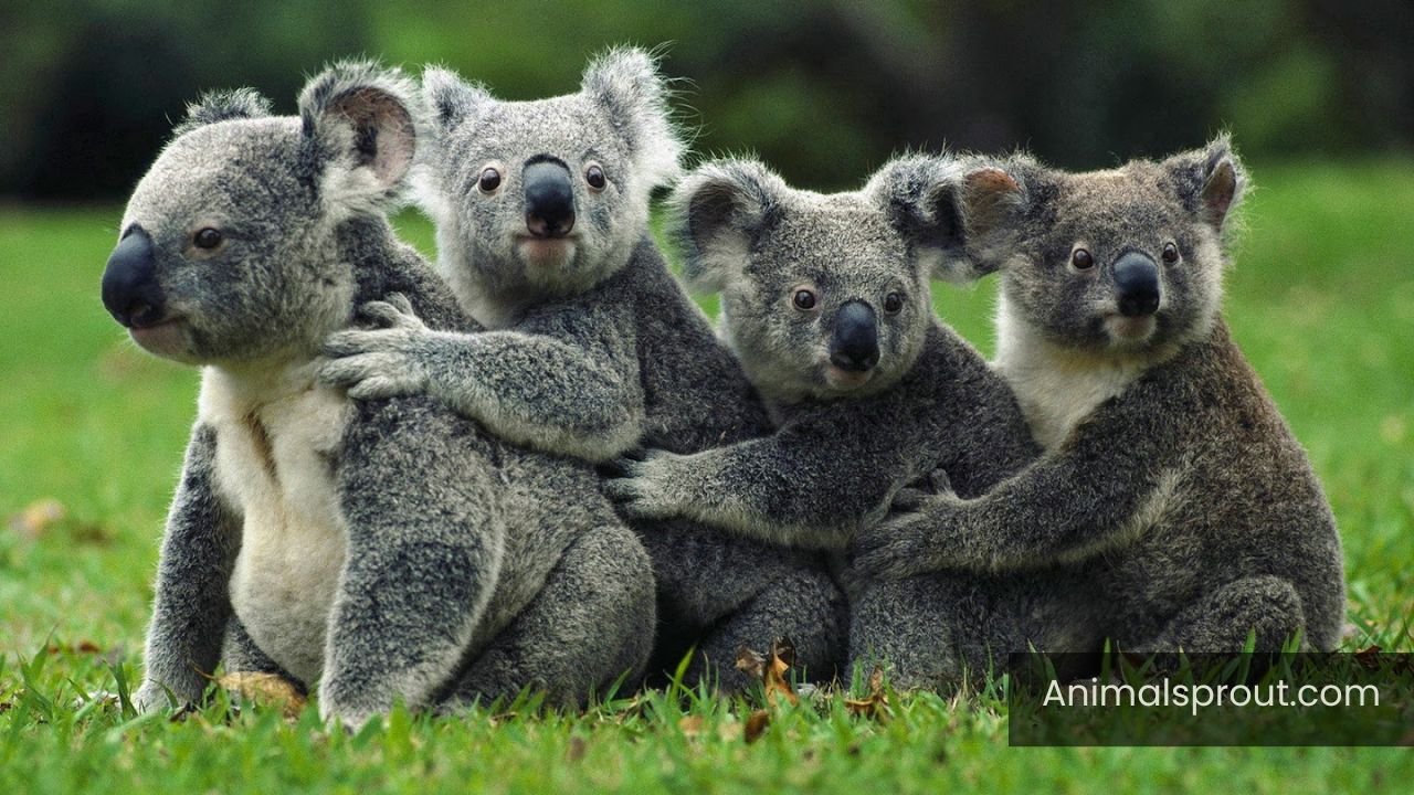 slow animals in the world