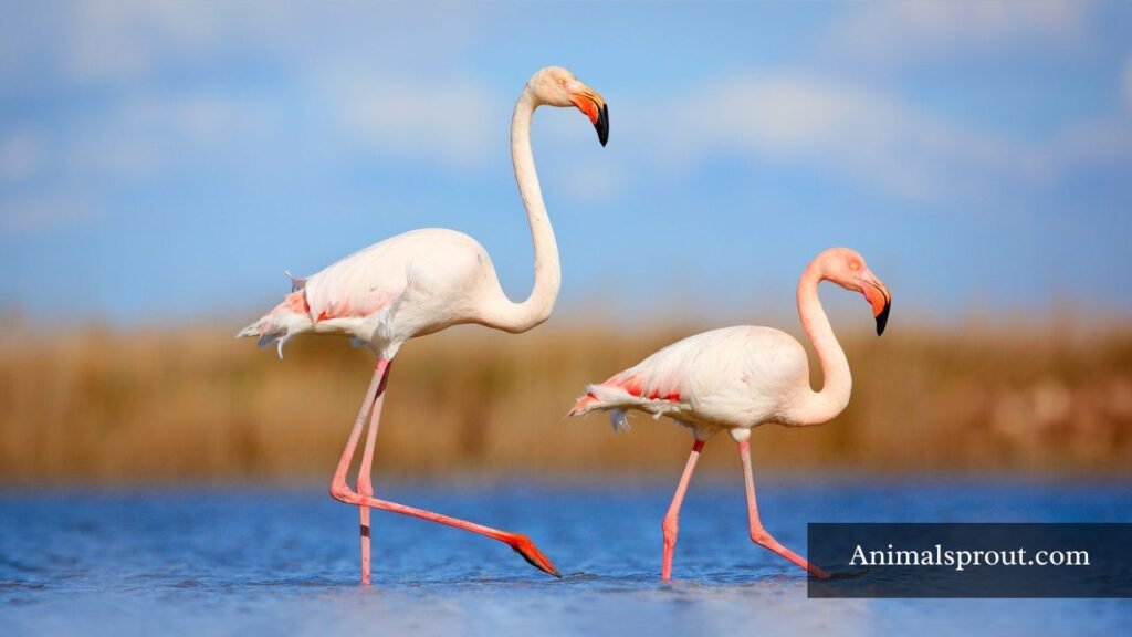 are flamingos smart animals