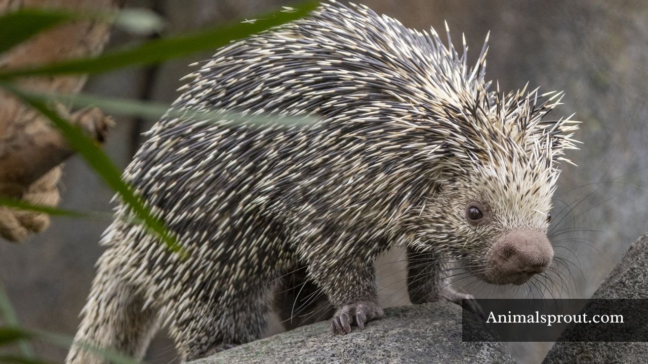Animals Like Porcupines In The World