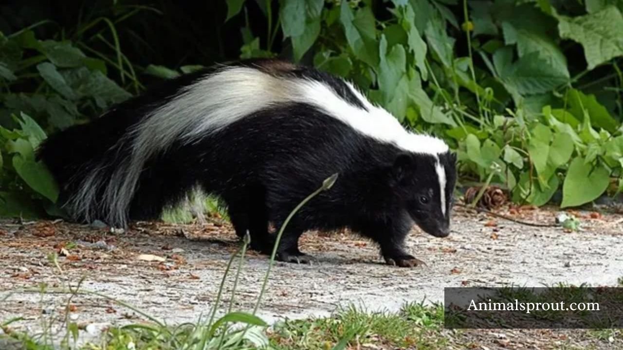 Animals Like Skunks