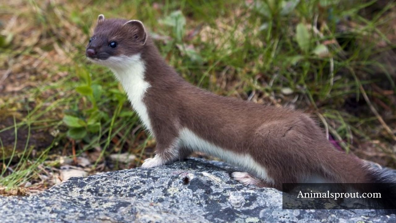 Animals Like Weasels