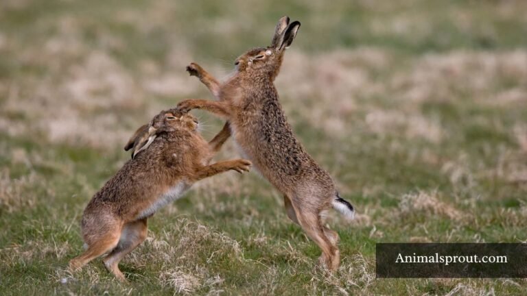 Animals That Can Jump