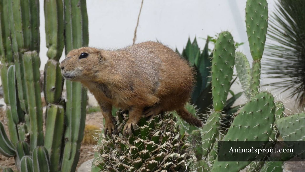 Animals That Eat Cactus