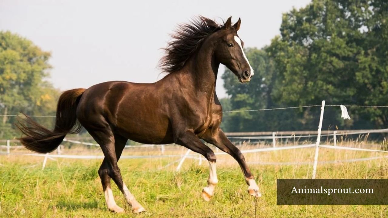 Animals That Have Long Faces