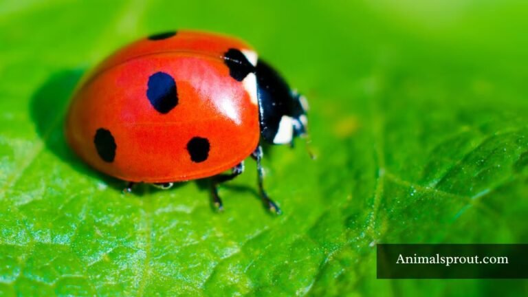 Animals That Have Spots