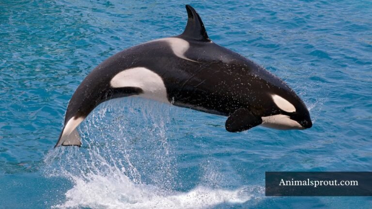 Animals That Have The Biggest Brains