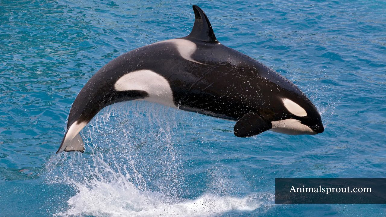 Animals That Have The Biggest Brains