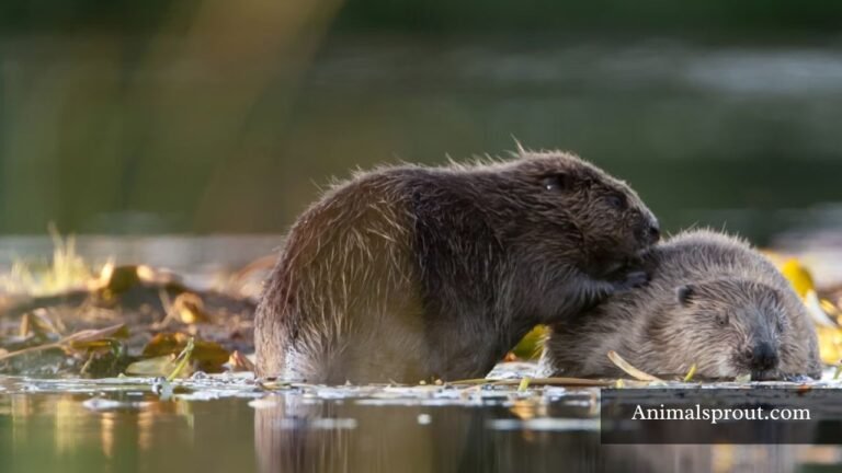 Animals That Live in Bogs