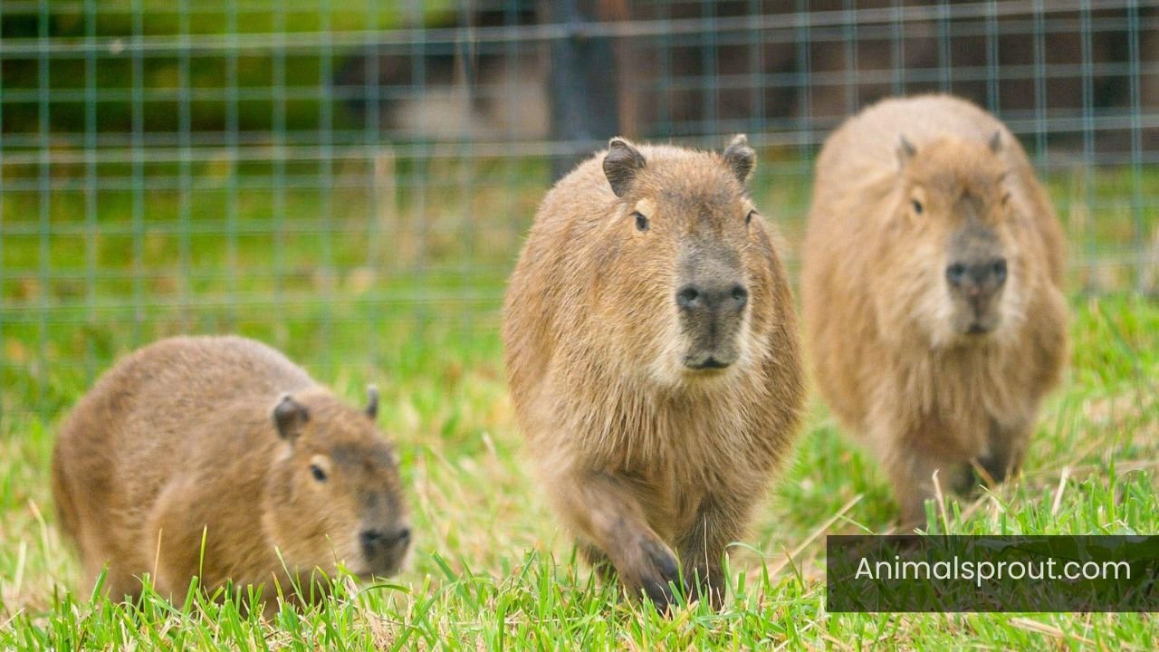 Animals that Look Like Capybaras