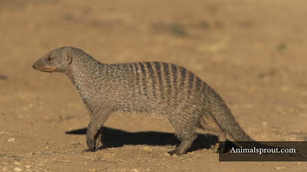 meerkat look alike
