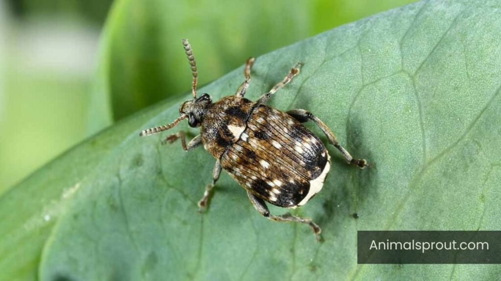 what animal eats seeds