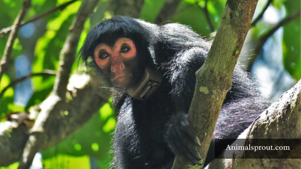 animals that live on trees