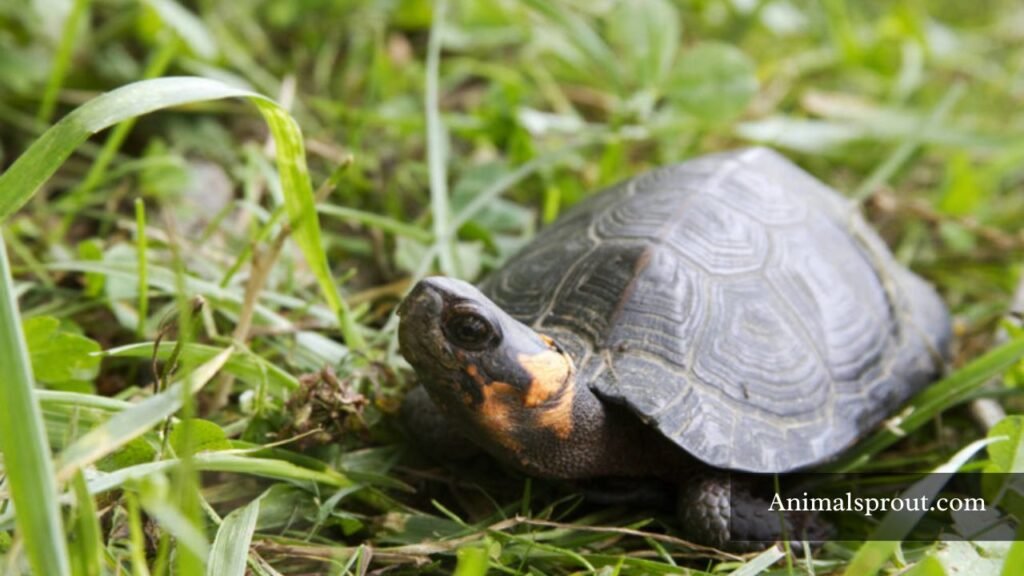 animals that live in the bogs