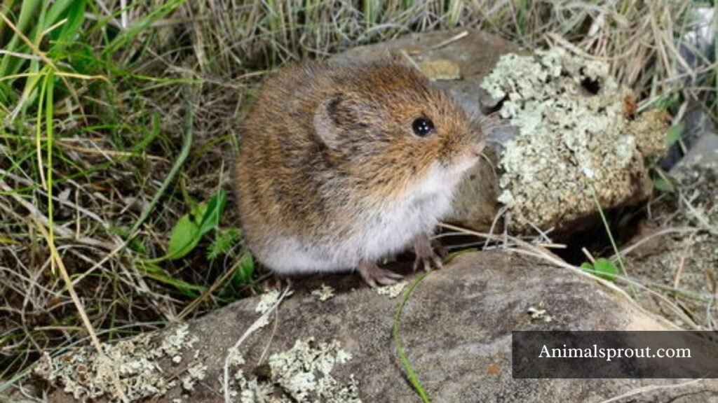 bog animal