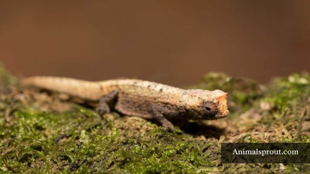 small skinny animals