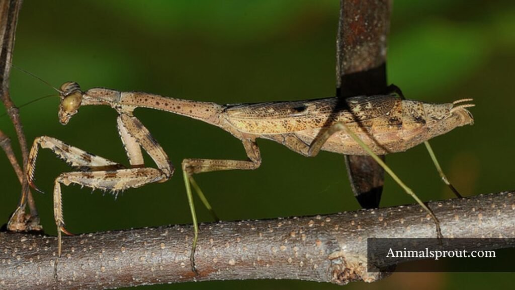 long skinny animal