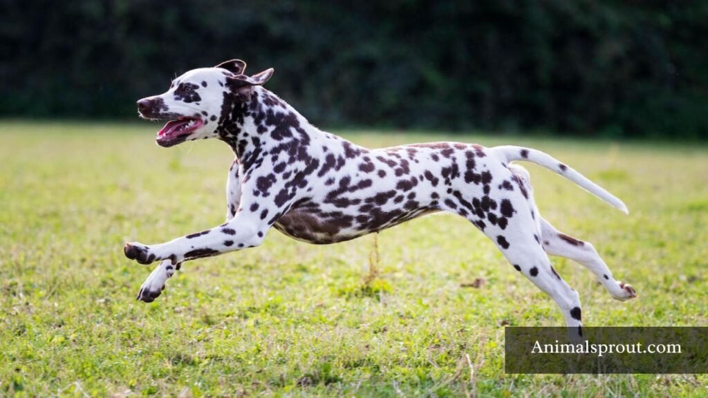 spotted animal names