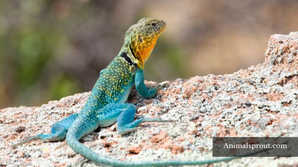 pictures of texas lizards
