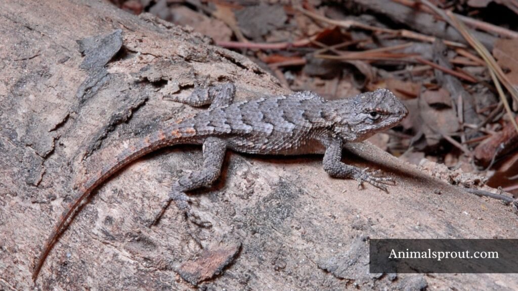 lizards found in texas