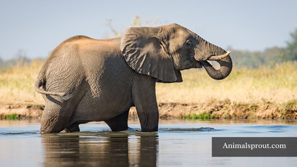 what animal has the largest brain