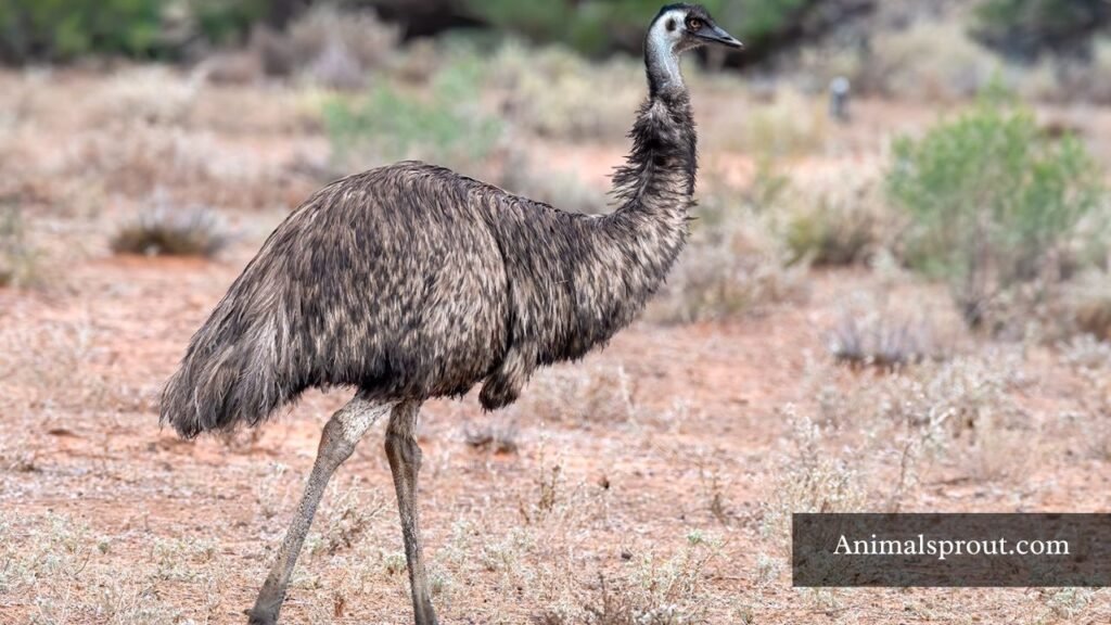 what animal has 3 claws