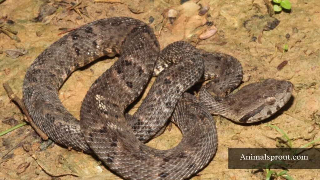 Snakes that has Triangular Head