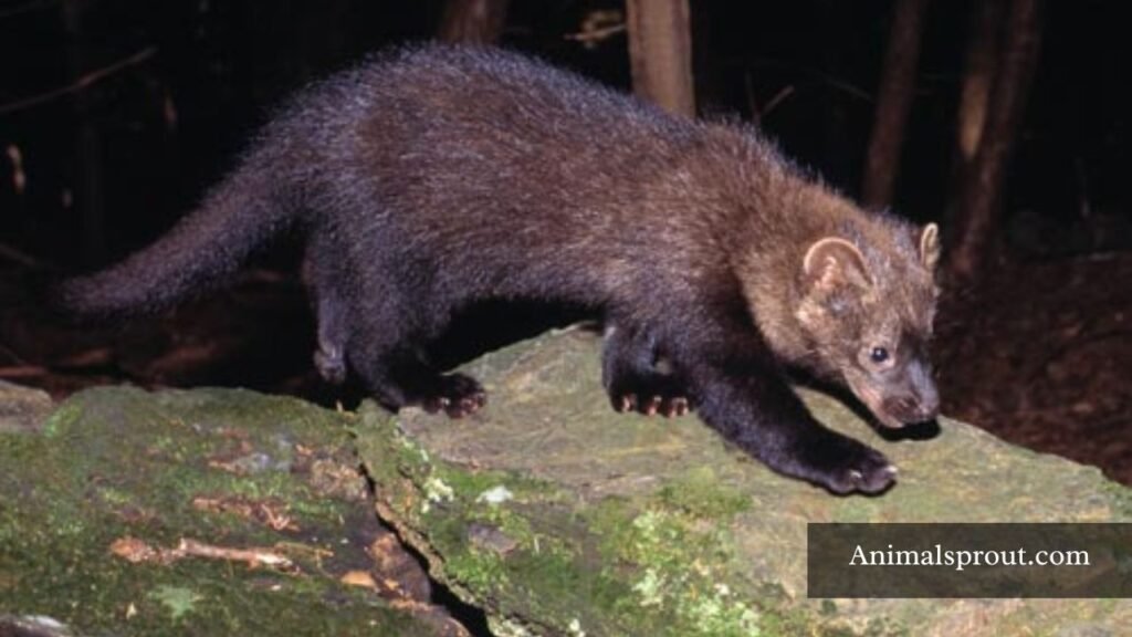 animal like weasel