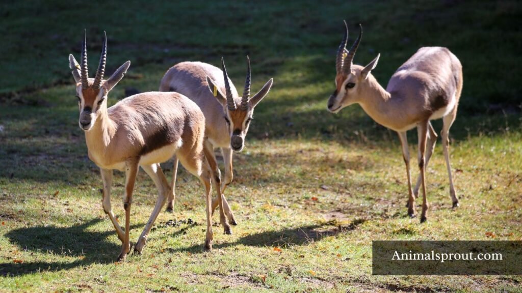 top 10 skinny animals
