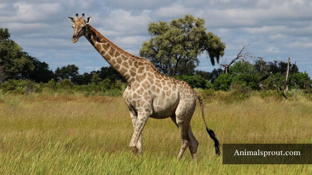 which animal have spots on their body