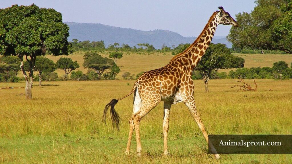 animal that has largest brain