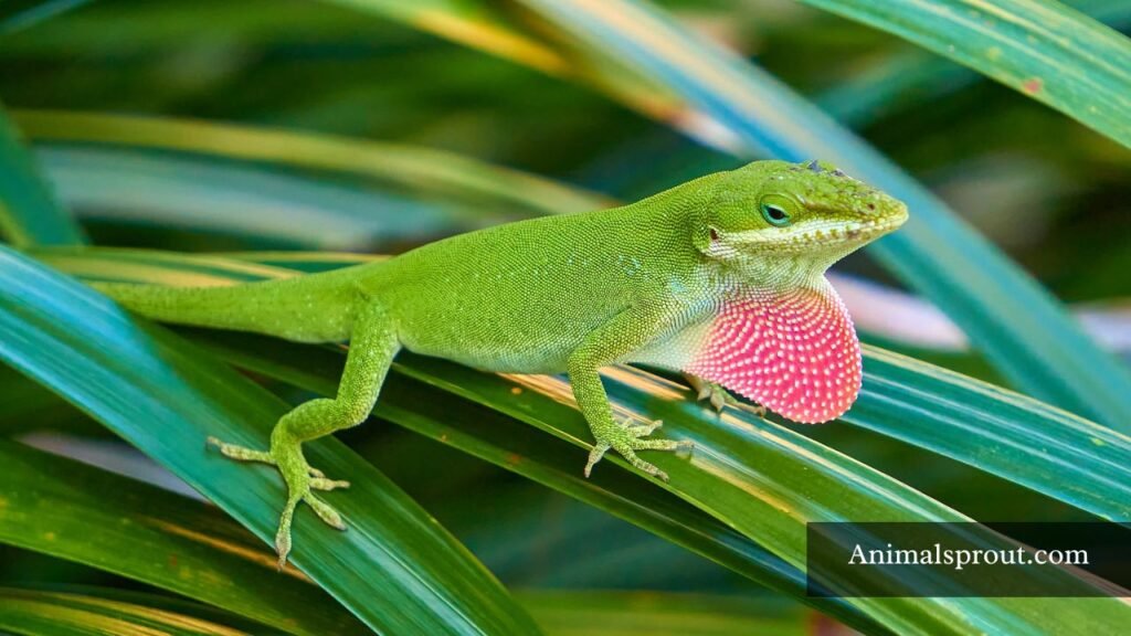 types of lizards in texas