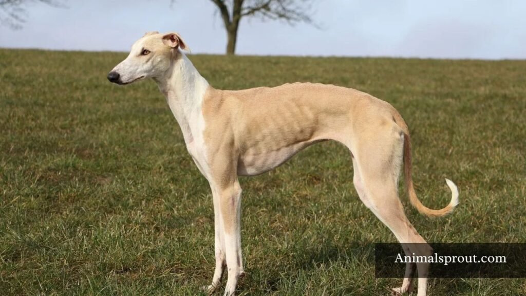 tall skinny animal
