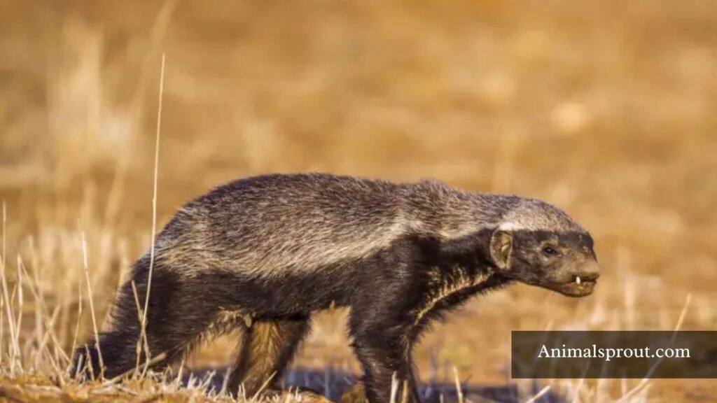 animal similar to skunk