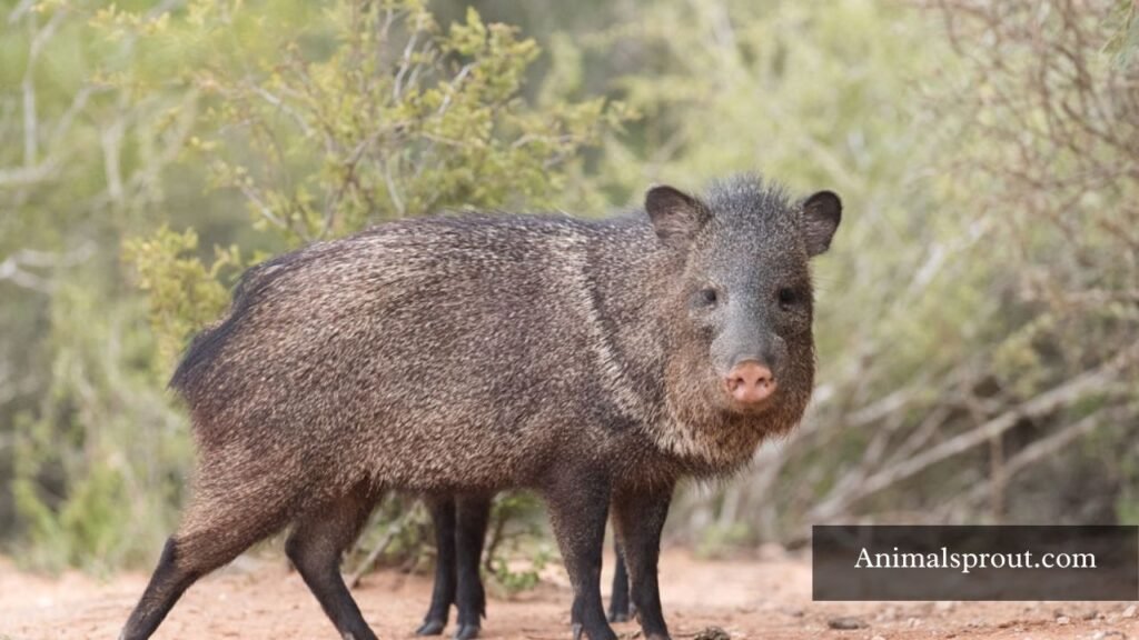 what animals eat cacti in the desert