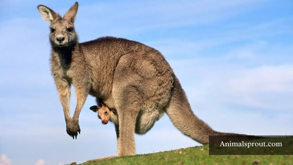 examples of skinny animals