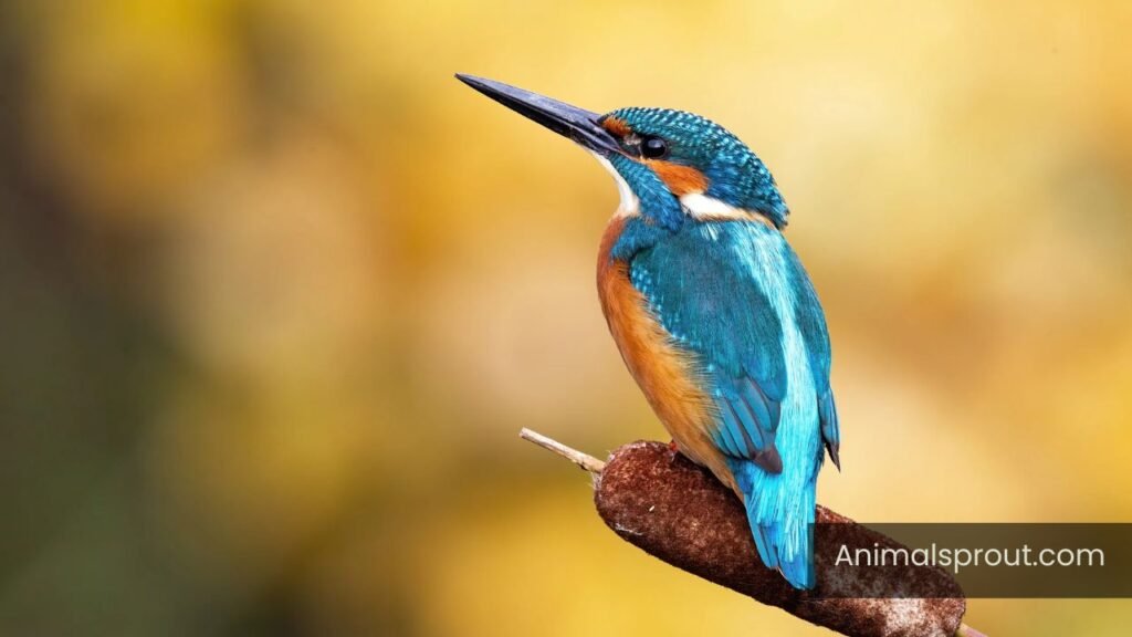 what animals live in rivers and streams