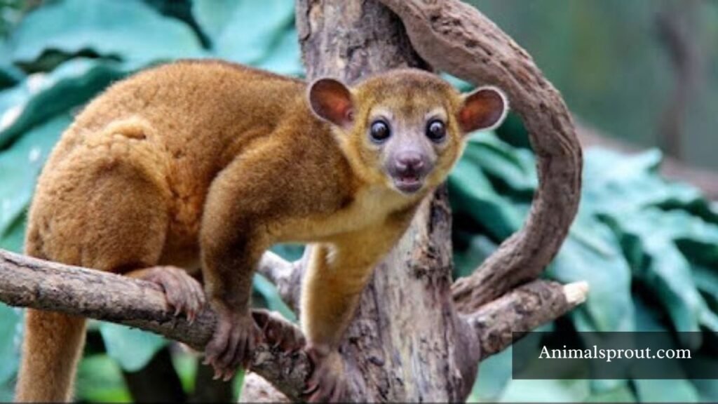 10 examples of arboreal animals
