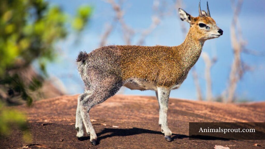 hop animals name