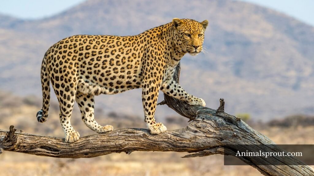 tree animals list