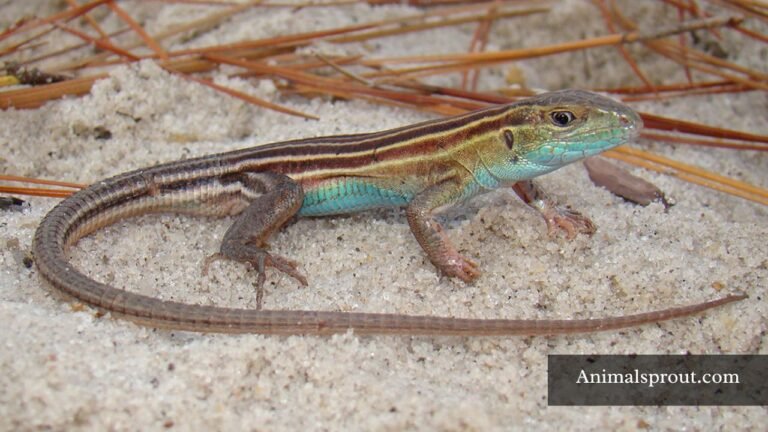 Lizard Species in Texas