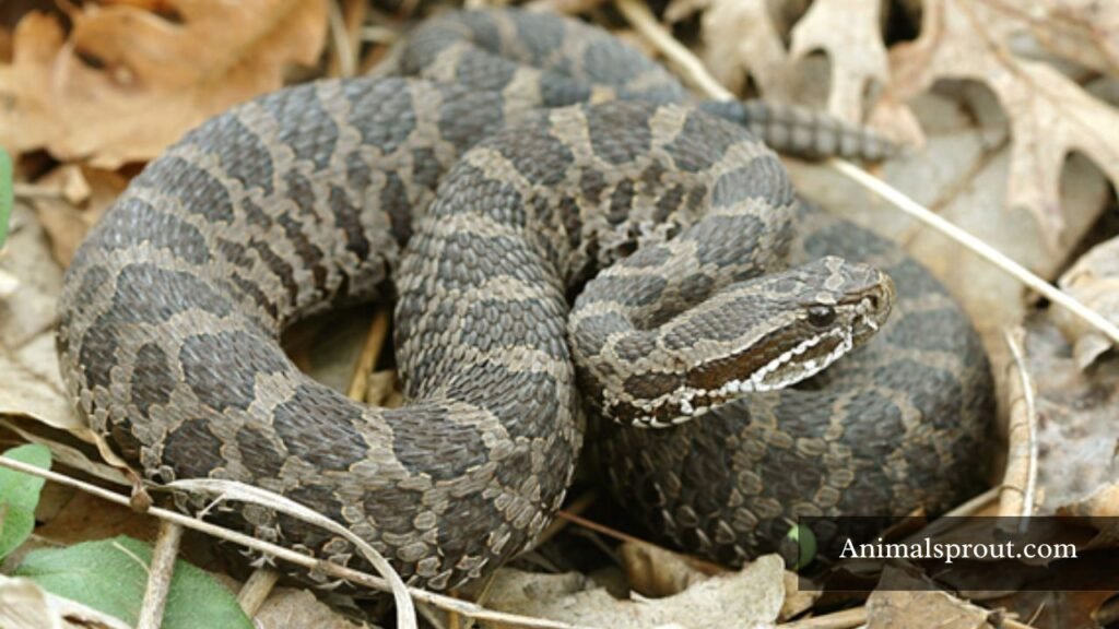Snakes Triangular Heads